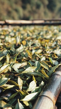 Fresh Tea Leaves Drying Under Sunlight on Bamboo Trays. photo