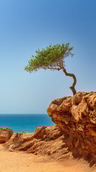 Lone Twisted Tree Stands Strong on Rugged Coastal Cliff photo