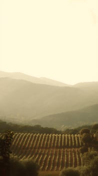 Rolling Hills and Vineyards Bathed in Golden Hour Sunlight. photo