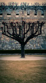 An Ancient Stone Wall Frames a Bare Tree in a Peaceful Garden. photo
