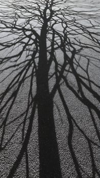 Striking Tree Shadow Art on Textured Ground. photo
