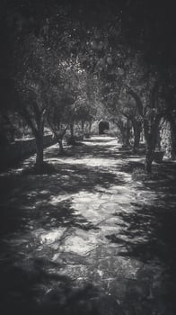Mysterious stone path lined with ancient trees and dappled light. photo