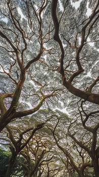 Towering Trees Branching Out to the Sky in a Verdant Forest. photo