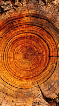 Textured Old Tree Trunk Rings With Rich Orange Hues. photo