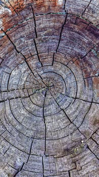 Detailed Close Up of Weathered Tree Rings Showing Age and Texture. photo