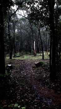 Mysterious Forest Path Covered in Fallen Leaves on a Moody Day. photo