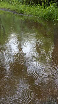 Gentle Raindrops Create Ripples on a Lush Green Lakeside. photo