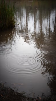 Gentle Ripples on a Calm Lake Reflecting the Trees Above. photo
