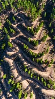 Scenic winding mountain road through vibrant green pine forest. photo