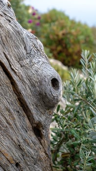 Textured Old Tree Trunk with Greenery Background. photo