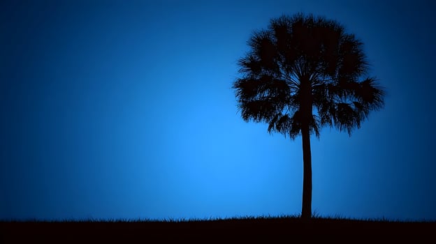 Solitary Palm Tree Silhouette Against a Deep Blue Twilight Sky photo