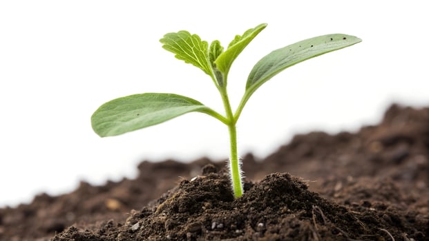 Plant Growth Icon On A Transparent Background photo