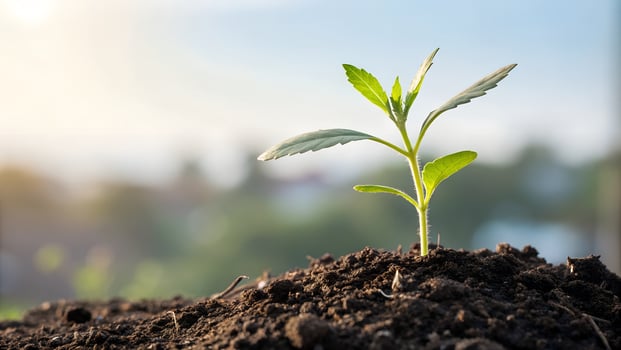 Plant Growth Icon On A Transparent Background - Seedling With Cutworm photo