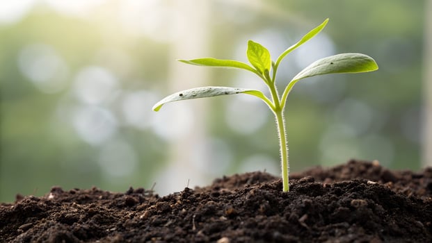 Plant Growth Icon On A Transparent Background - Seedling With Cutworm Caterpillar photo