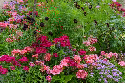 A flower bed with many different types of flowers photo