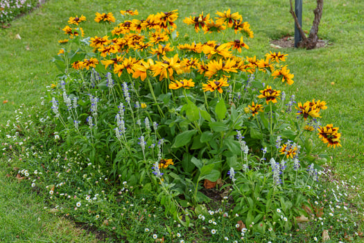 A flower bed with yellow and blue flowers photo