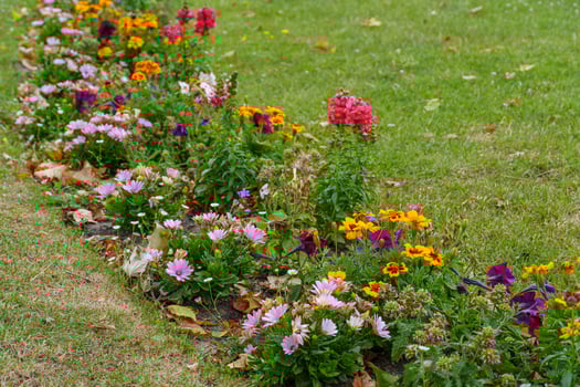 A flower bed with colorful flowers in the grass photo