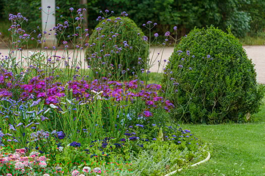 A garden with purple and blue flowers photo