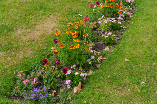 A row of flowers in a garden photo