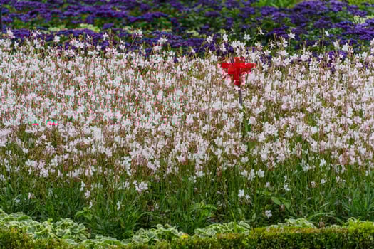 A flower field with a red flower in the middle photo