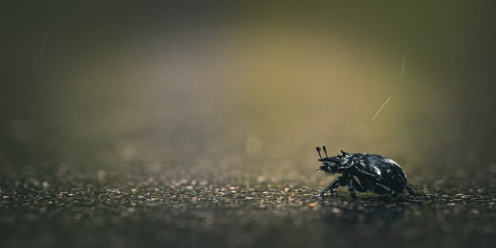 Dung beetle macro on wet asphalt photo