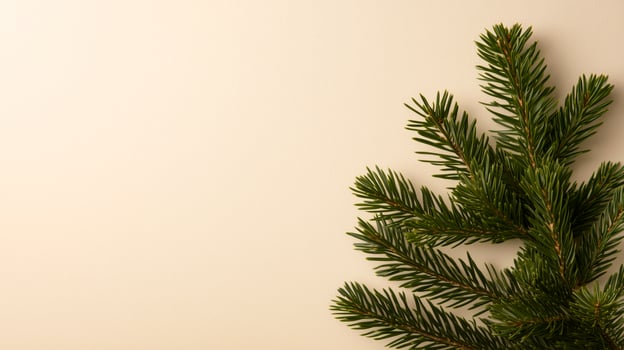 A small fir tree on a white background photo