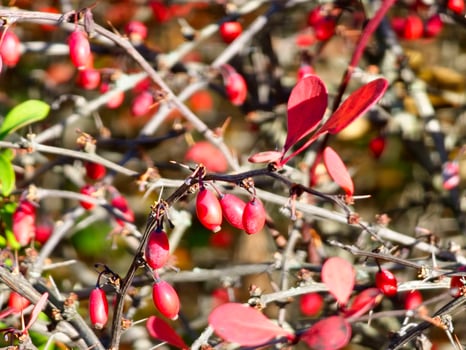Berberis thunbergii, Japanese burberry, Thunberg's burberry, or a red burberry, is flowering plant in the burberry family Berberidaceae, native to Japan and East Asia. photo