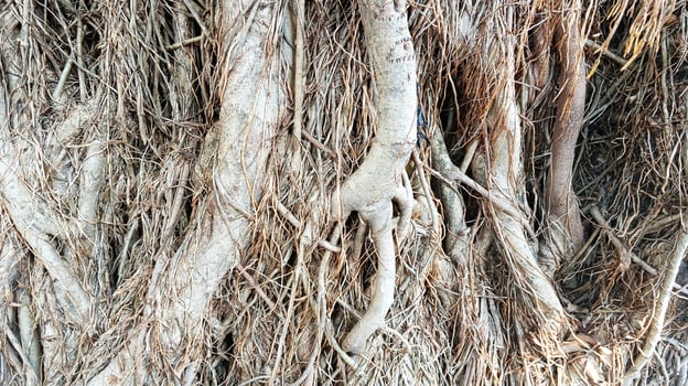 Banyan tree or called Ficus virens from its roots photo