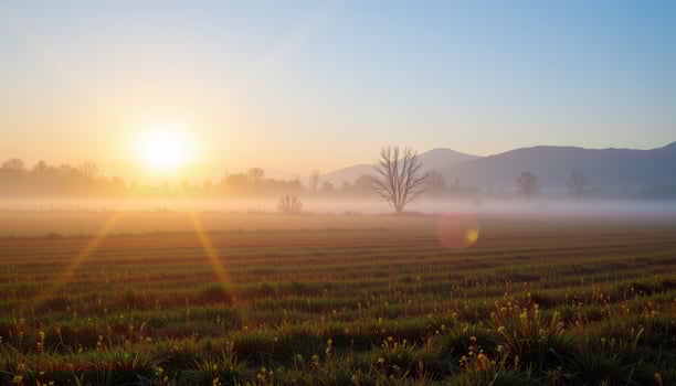 Serene Sunrise Over Misty Field with Silhouette of Trees and Gentle Rolling Hills photo