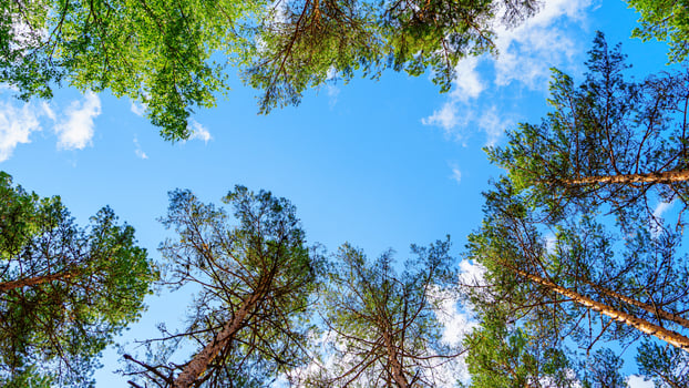 A breathtaking view through lush green trees reveals a vibrant blue sky with fluffy white clouds. This stunning scene is ideal for promoting outdoor adventures, travel, and nature themes. photo