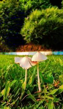 Two Wild Mushrooms in Green Grass with Tropical Nature Background photo
