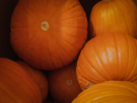 Vibrant Autumn Pumpkins for Seasonal Celebration photo