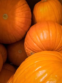 Rustic Pumpkins in Golden Morning Light photo