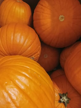 Harvest Treasures. Pumpkins in Natural Glow photo