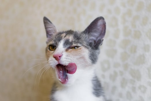 Calico Kitten with Tongue Out and Green Eyes. Funny and Adorable Close-Up Portrait of Hungry Cat. photo