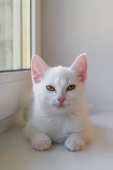 Adorable White Kitten with Golden Eyes, Pink Nose and Fluffy Fur is Sitting Near Window. Cute Pet. photo