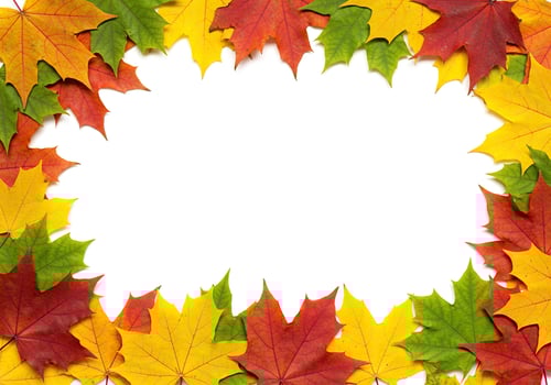 A vibrant border of colorful autumn maple leaves frames a white background photo