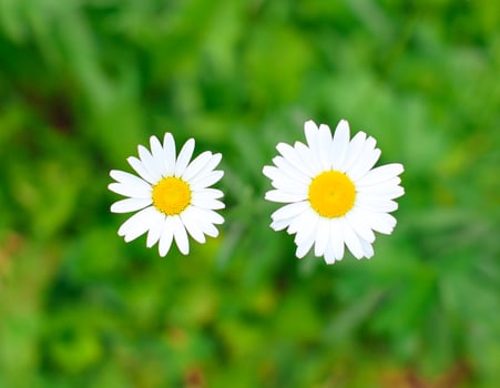 Close-up view of blooming daisies with crisp white petals and bright yellow centers photo