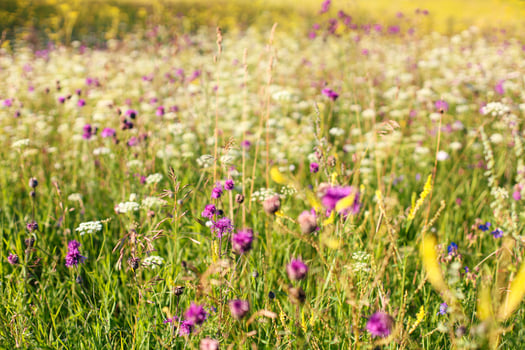 Sunlit meadow filled with vibrant yellow wildflowers glowing warmly in the golden hour light photo