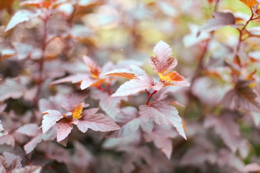 Plant bathed in rich purple tones detailed textures of leaves and petals highlighted by soft, moody lighting photo