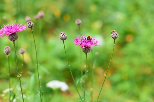 Bumblebee resting on a vibrant flower photo