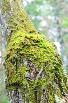 Vibrant green moss growing on the rough bark of a tree in a forest photo