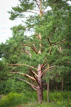 Majestic pine tree with large, sprawling branches reaching outward textured bark and dense clusters of deep green needles photo