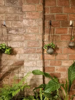 Hanging plants adorn a rustic brick wall casting shadows in a cozy interior space photo