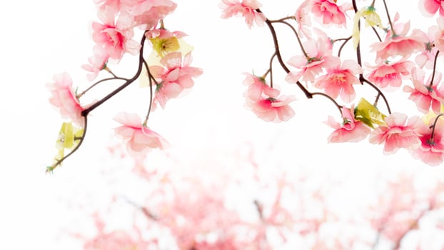 Beautiful artificial pink cherry blossoms gracefully arching at the top leaving ample white copy space below. backgrounds seeking a soft floral touch. Represents spring charm. photo