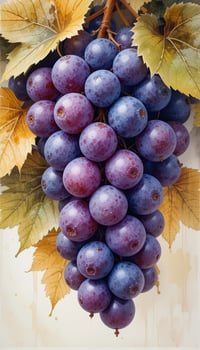 Fresh purple grapes with green leaves photo