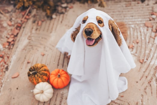A cocker spaniel dog dressed in a ghost costume sits on the ground. Nearby are small pumpkins in various colors. The scene captures a playful Halloween theme. photo