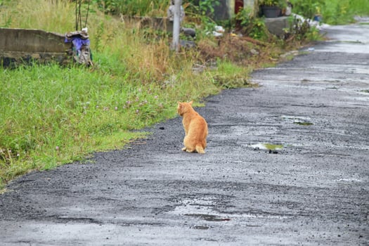 Orange Cat Standing on Wet Residential Street After Rain photo
