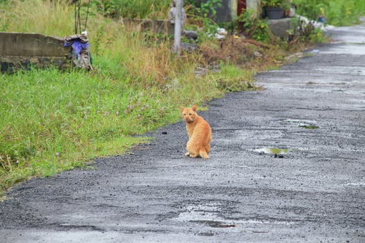 Ginger Cat on a Quiet Street in Post-Rain Setting photo