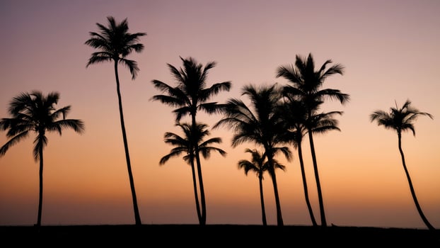 Palm Trees Silhouette, Tropical, Exotic Destination, Peaceful View. Ideal for travel advertising, vacation themes, natural beauty photo